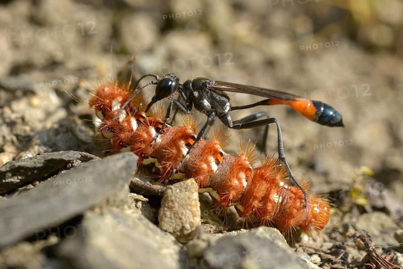 Acronicta rumicis, ammophila sabulosa, ampferous owl, ampferowl, common sand wasp, digging wasp, hymenoptera, red-banded sand wasp, sandwasp, shecidae, inchworm, insects, knot grass moth, moths, moths, moths, caterpillar, butterflies