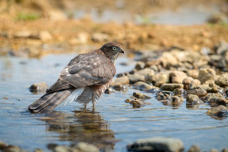 Accipiter Nisus, Accipitriformes, Sparrowhawk, Sparrowhawk, Bath, Bird Bath, Birds, Falconiformes, Raptors, Raptors, Potions, Birdbath, Birds, Watering Place