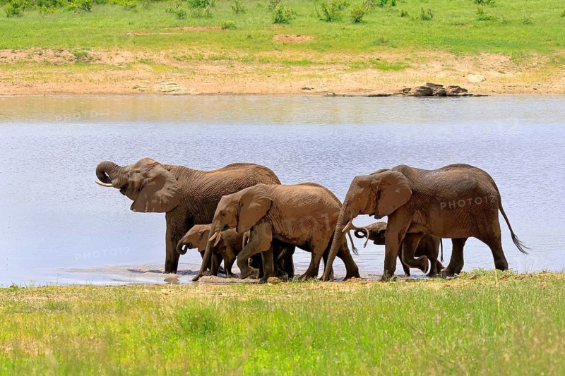 African elephant (Loxodonta africana), adult, calves, herd, by the water, drinking, Kruger National Park, Kruger National Park, South Africa
