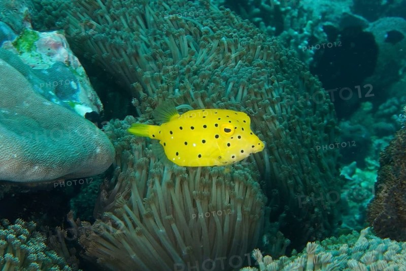 Bright yellow boxfish, juvenile yellow boxfish (Ostracion cubicus), swimming amongst dense coral formations, SD dive site, Nusa Ceningan, Nusa Penida, Bali, Indonesia