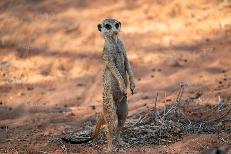 Standing meerkat (Suricatta suricata), on guard, Kgalagadi Transfrontier Park, Northern Cape, South Africa