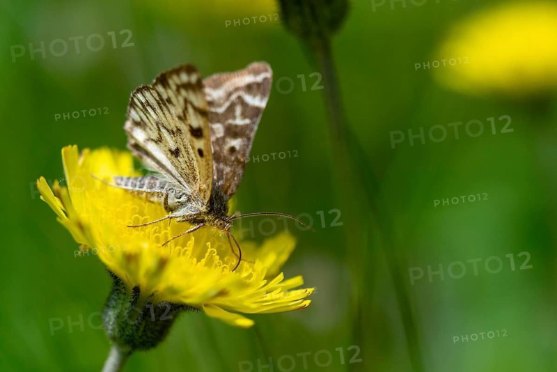 Callistege mi, Euclidia mi, owl moth, mother shipton moth, noctuidae, checkdayule, insects, moths, moths, butterflies