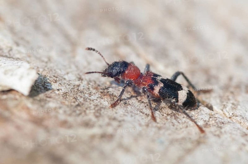 Ant beetle, checkered ant beetle, thanasimus formicarius, beetle, coleoptera, insects, beetles