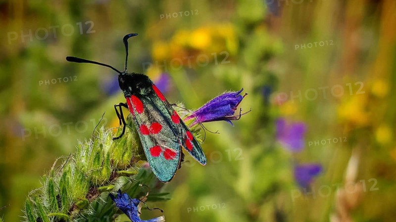 Close-up: a six-spot burnet (Zygaena filipendulae) with red spots perched on a flower in the heart of the countryside, summer on the Rennsteig, Frankenwald nature park Park, Upper Franconia