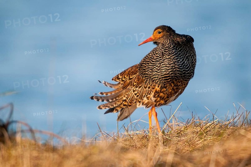 Calidris Pugnax, Fighter Runner, Norway, Philomachus Pugnax, Ruff, Varanger, Birds, Charadriiformes, Limikolen, Male, Snipe Birds, Scolopacidae, Birds, Waders, Waders