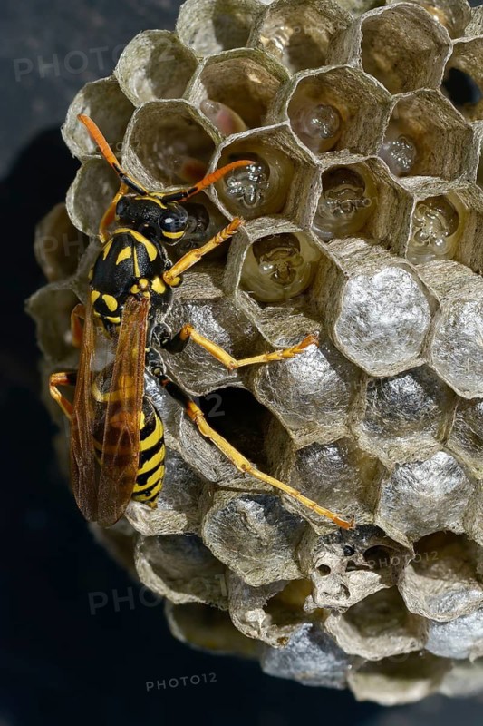 Brighter-colored paper wasp, French field wasp, gallic field wasp, house field wasp, hymenoptera, polistes dominula, vespidae, wrinkle wasp, field wasp, high size, portrait format, insects, nest