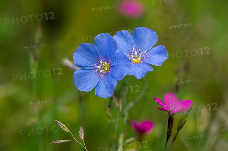 Asian flax, Austrian flax, flax, linaceae, Linum Austriacum, flora, plants, plants, Austrian flax, Austrian flax