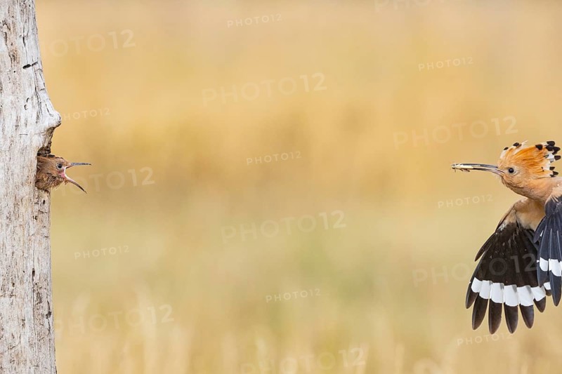 Hoopoe (Upupa epops) Hungary