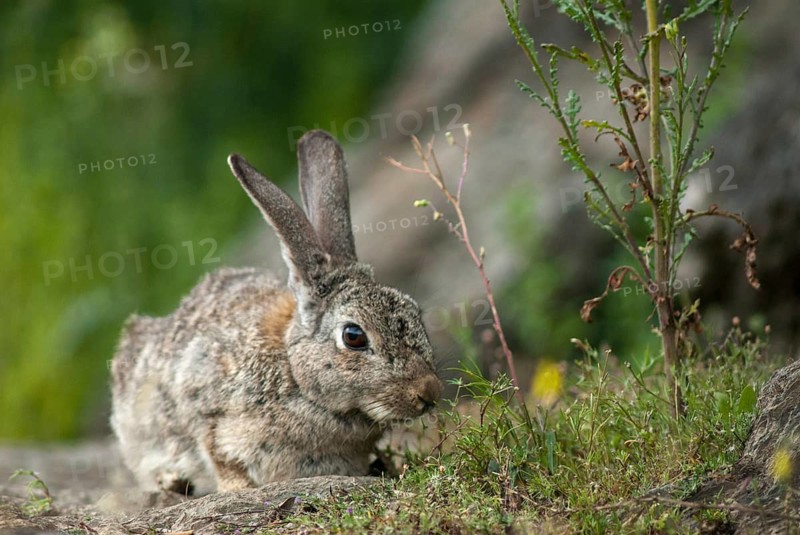 European rabbit, hare-like, rabbit, oryctolagus cuniculus, wild rabbit, Extremadura, mammals, rabbit, Spain, mammals
