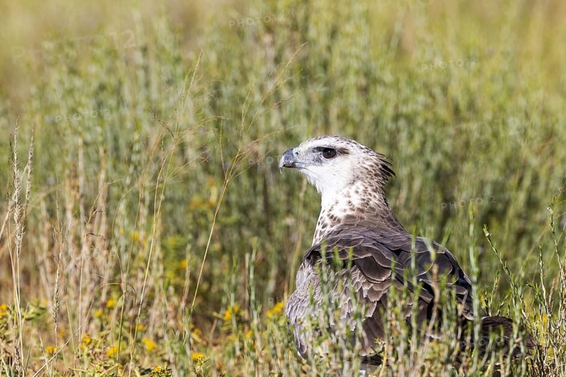 Martial Eagle (Polemaetus bellicosus). Immature. Kalahari Desert, Kgalagadi Transfrontier Park, South Africa