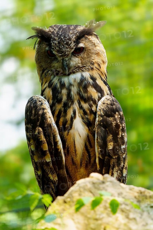 Eurasian Eagle-owl (Bubo bubo), Germany: an owl perched on a rock with a serious expression against a green background