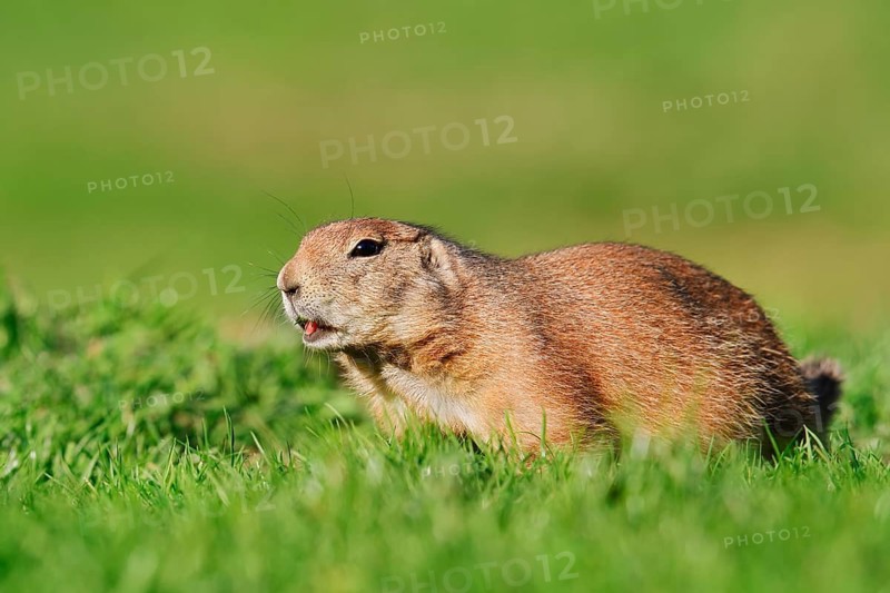 Black-tailed prairie dog (Cynomys ludovicianus) sitting in a meadow, North America