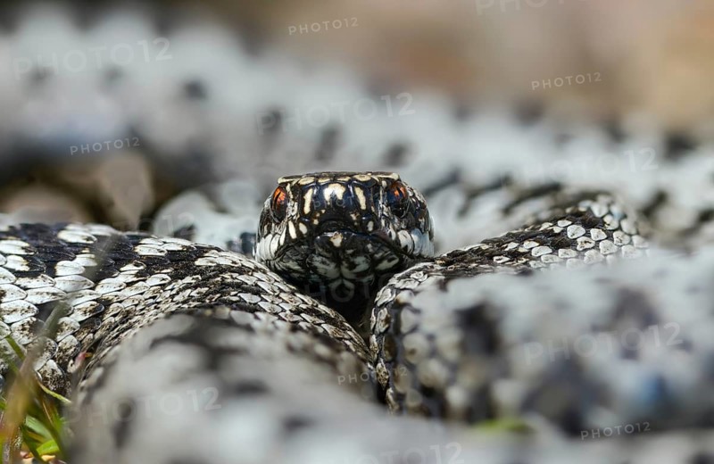 European adder, European viper, venomous snake, vipera berus, critters, poisonous reptiles, male, reptilia, reptiles, snakes, snakes, y12
