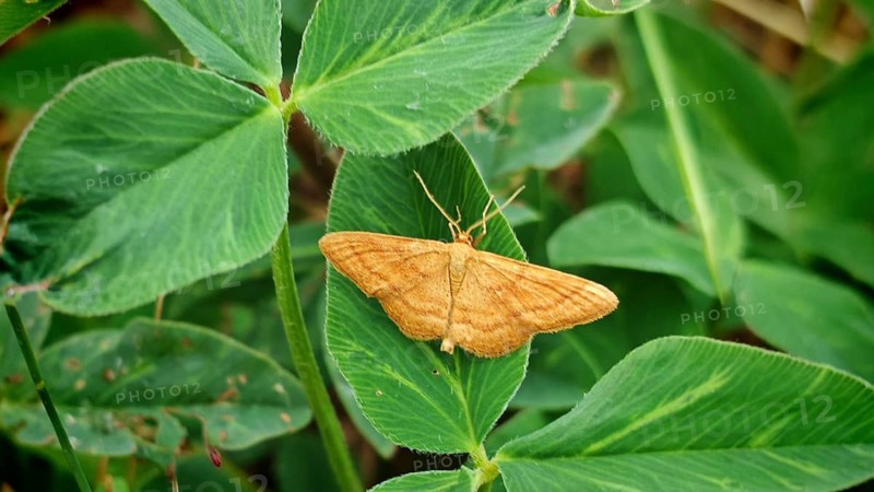 An ochre-coloured steppe heath dwarf geometer (Idaea ochrata) perched on a green leaf, surrounded by several plants, depicted in its natural habitat, summer on the Rennsteig, Frankenwald nature park Park, Upper Franconia