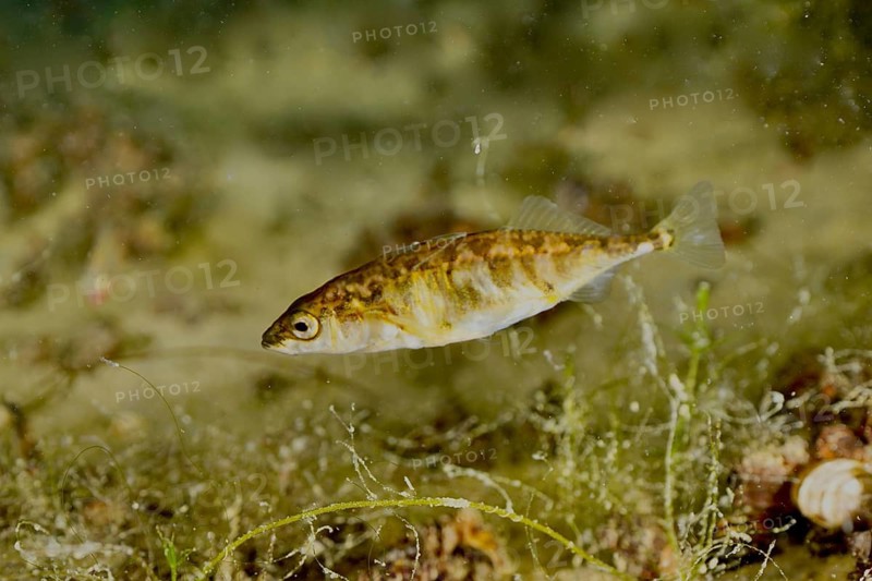 A three-spined stickleback (Gasterosteus aculeatus), an invasive species, swimming through clear water at the Wildsau dive site, Berlingen, Lake Constance, Switzerland, Germany