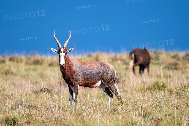 Blessbuck (Damaliscus pygargus phillipsi), adult, Mountain Zebra National Park, Eastern Cape, South Africa