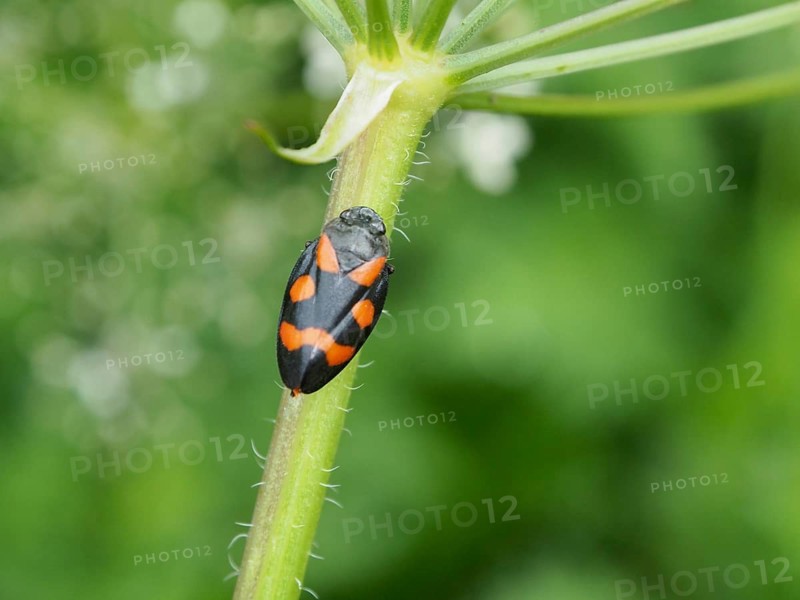 Close-up of a red-and-black froghopper (Cercopis vulnerata), perched on a green plant stem, Goms, Canton of Valais, Switzerland