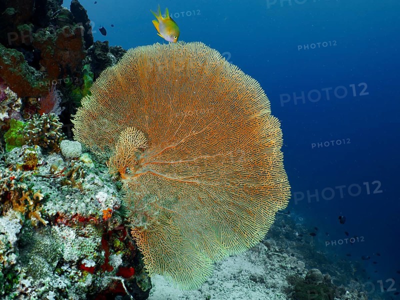 A large, orange giant fan coral (Annella mollis) with a yellow fish nearby in deep water, at the Coral Garden dive site, Menjangan, Bali, Indonesia