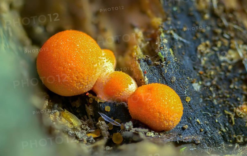 Blood milk fungus, galleperdon epidendron, gröning slime, lycogala epidendrum, lycogala miniatum, lycoperdone epidendrum, lycoperdon sphaericum, milkdust, reticularia miniata, fungi, fungus, Gröning's slime, mushrooms, wolf's milk, milkweed, y12
