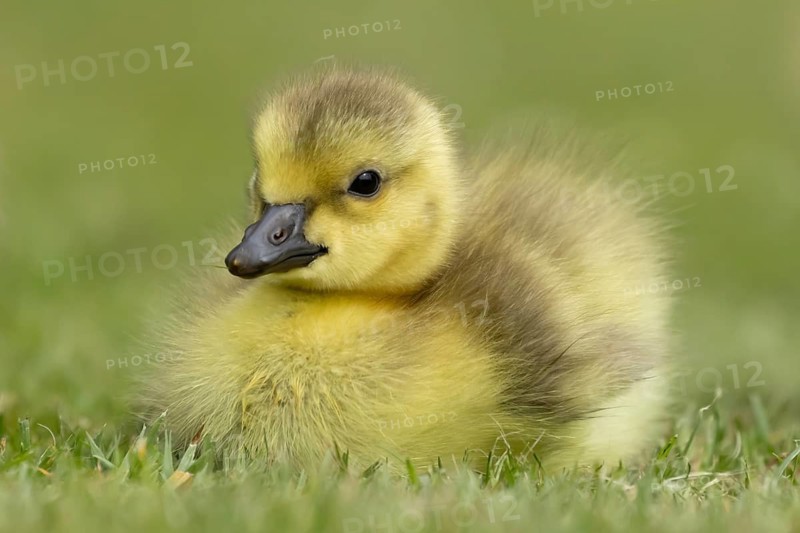Canada goose (Branta canadensis) juvenile baby gosling bird resting on grass, England, United Kingdom