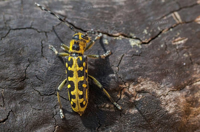 Ladder-marked Longhorn Beetle, Ladderbuck, Saperda Scalaris, Beetle, Longhorn Beetle, Coleoptera, Insects, Beetles