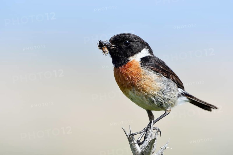 Stonechat (Saxicola rubicola), male with insects in his beak, Algarve, Portugal