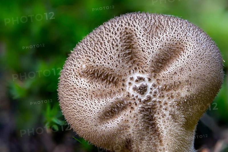 Brown bovist, brown dust bovist, brownish dust, bottle bovist, lycoperdone umbrinum, dust, fungi, fungus, mushrooms, umber-brown puffball