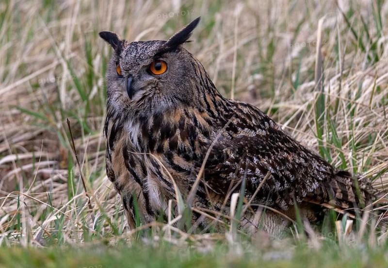 Bubo Bubo, Eagle Owl, Eagle Owl, Birds, Owls, Strigiformes, Birds