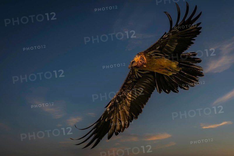 Bearded vulture (Gypaetus barbatus) in flight during the blue hour, Pyrenees, Spain