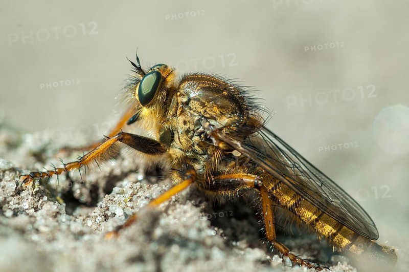 Brandenburg, Germany, golden predatory fly, Machimus chrysitis, national natural heritage, natural paradise Grünhaus, predatory fly, post-mining landscape, greenhouse, insects, insects