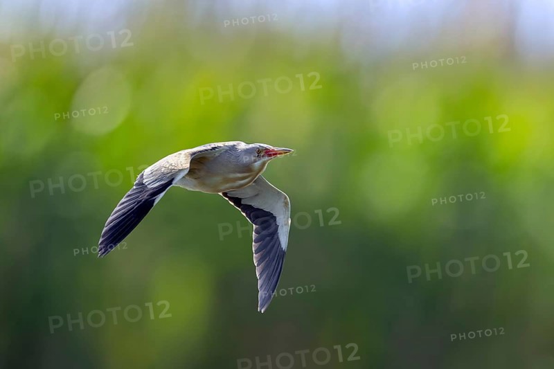 Common little bittern (Botaurus minutus, Ixobrychus minutus) male flying over reed bed, reedbed in wetland in spring