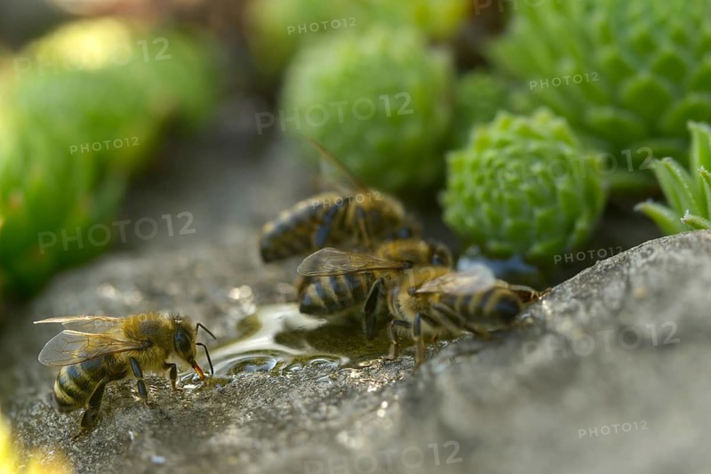 Apidae, apis mellifera, bees, European honey bee, European honeybee, hymenoptera, western honey bee, honey bee, honey bee, honey bee, insects, drink, water, watering place