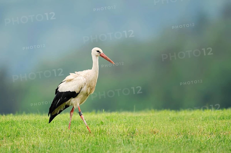 White stork (Ciconia ciconia) in a meadow, Baden-Württemberg, Germany