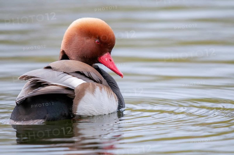 Common duck, netta rufina, red-crested pochard, anatidae, birds, ducks, duck birds, plumage care, male, preening, birds, waterbirds, waterbirds