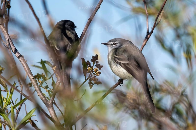 Two White-crested Flycatchers (Serpophaga subcristata), a tiny bird from the flycatcher family (Tyrannidae), perched on a twig, Buenos Aires, Argentina