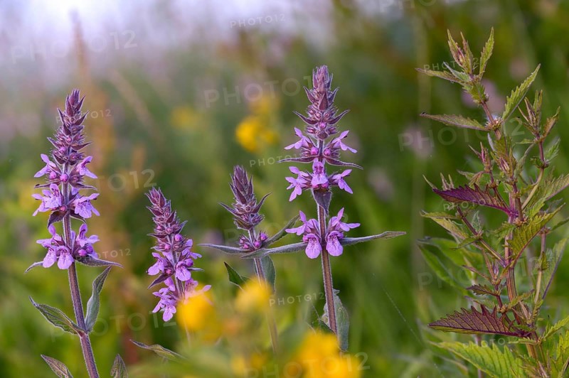 Blood willow, lythraceae, lythrum salicaria, willow plants, plants, plants, purple loosestrife, purple lythrum, spiked loosestrife
