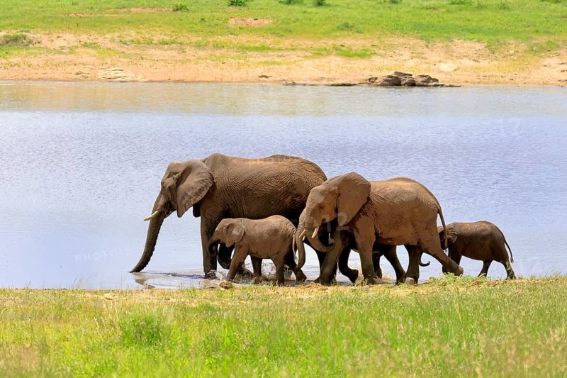 African elephant (Loxodonta africana), adult, calves, herd, by the water, running, Kruger National Park, Kruger National Park, South Africa