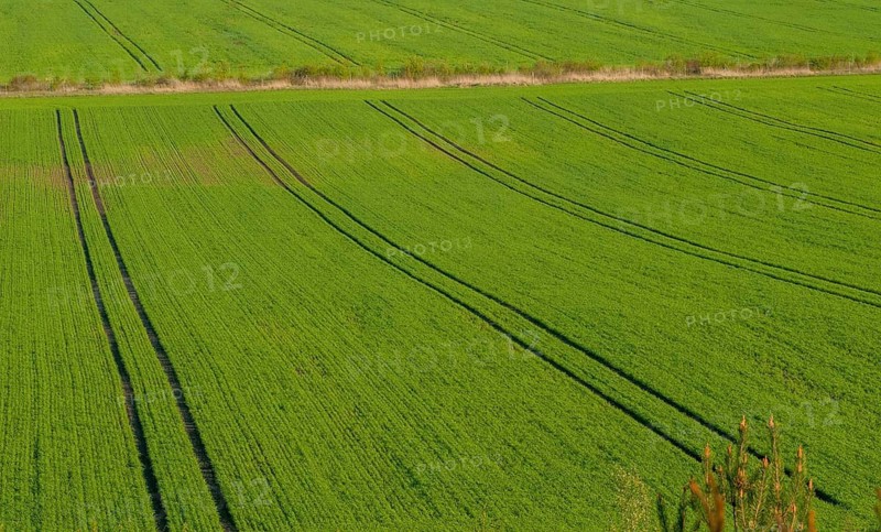 Agriculture, industrial agriculture, intensive agriculture, landscape, agriculture