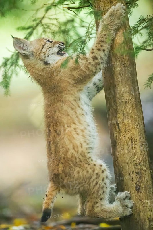 Eurasian lynx (Lynx lynx) youngster (cub) climbing up a tree in a forest, Bavaria, Germany
