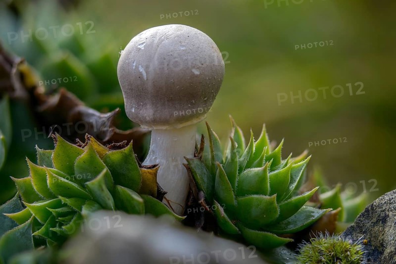 Mushroom Umbrella, Common Egerling Umbrella, Leucoagaricus leucothites, Pink-leaved Egerling Umbrella, Pink-leaved Gerling Umbrella, Fungus, Mushrooms, White Agaricus Mushroom, White Dapperling