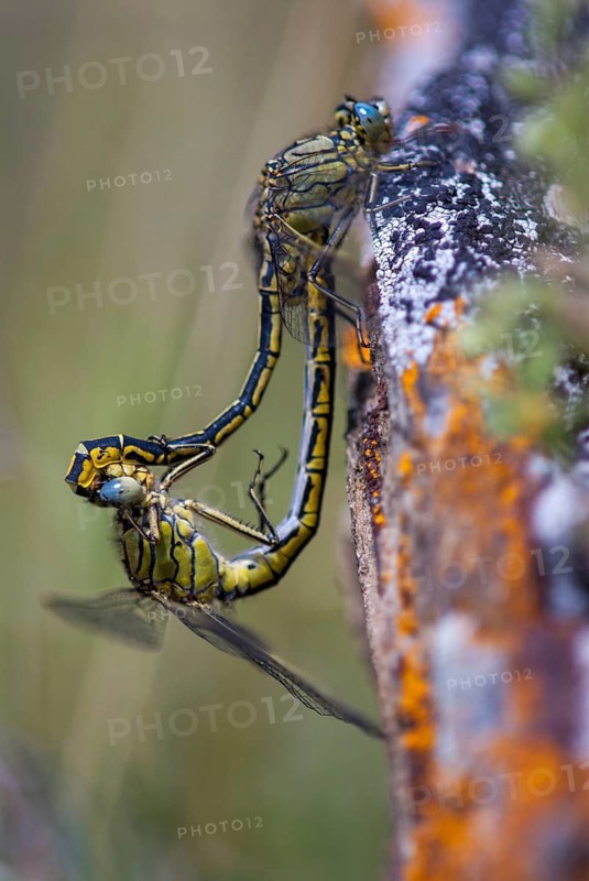 Gomphus pulchellus, western clubtail, western wedge, anisoptera, couple, damselflies, dragonflies, extremadura, female, high size, portrait format, insects, copula, dragonflies, male, mating, mating wheel, male, odonata, mating wheel, Spain, female