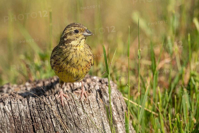 Yellowhammer Yellow Bunting (Emberiza citrinella) sits on a pile of wood. Green grass surrounds it. The sun is shining. Lower Rhine Alsace, France