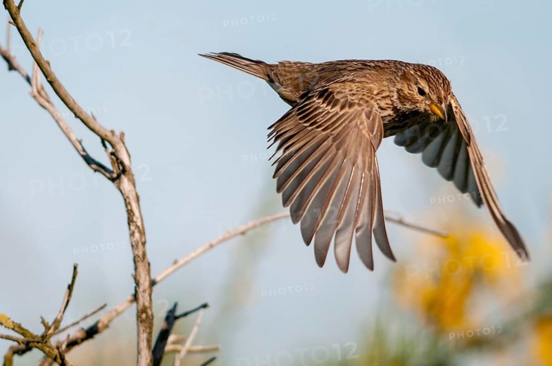 Brandenburg, corn bunting, Emberiza Calandra, Germany, gray bunting, miliaria calandra, Nabu, national natural heritage, natural paradise Grünhaus, post-mining landscape, birds, green house, passeri, songbirds, birds