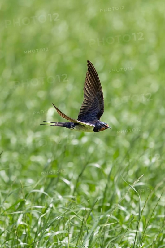 A bird in full flight over soft grass, a barn swallow (Hirundo rustica) in flight over a green meadow, Mecklenburg-Western Pomerania, Rügen, Germany