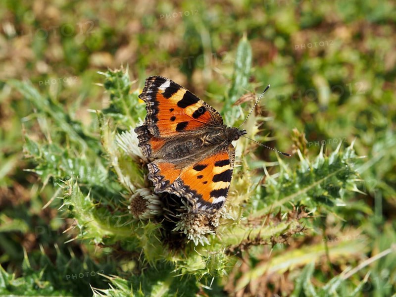 A butterfly with orange wings, the Small tortoiseshell (Aglais urticae), on a flowering thistle, Goms, Canton of Valais, Switzerland