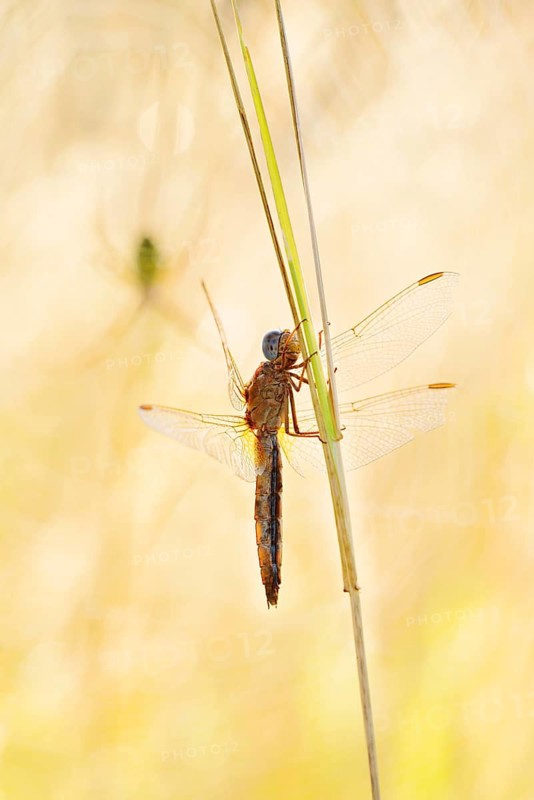 Scarlet Dragonfly (Crocothemis erythraea), female in front of the web of a wasp spider (Argiope bruennichi), North Rhine-Westphalia, Germany