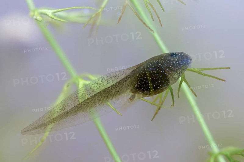 Common frog, common frog, rana temporaria, amphibians, amphibians, three weeks old, frog, frogs, young animal, juvenile, tadpole, larva, amphibians, amphibians, amphibians