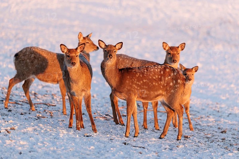 Four female Dybowski deer (Cervus nippon hortulorum) and a young stand in a snow-covered meadow at sunrise. China, Taiwan, SE-Siberia, Korea, Japan, Vietnam