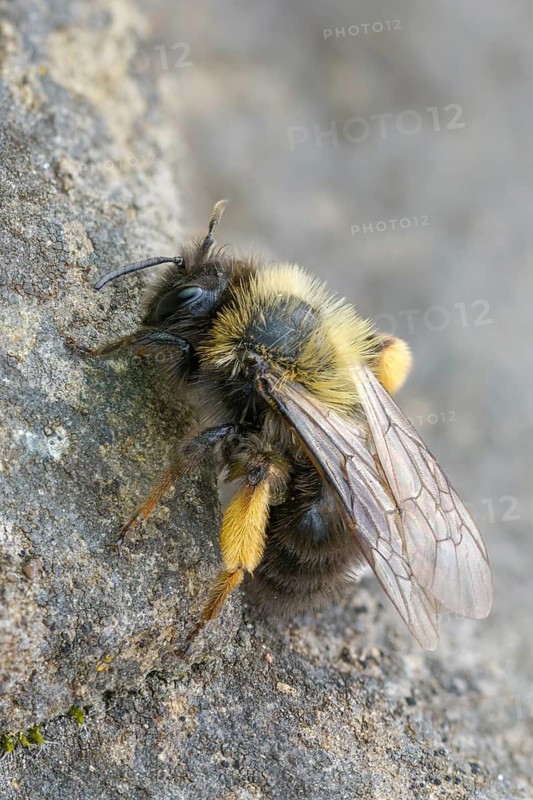 Andrena vaga, Andrenidae, floodplain sand bee, grey-backed mining bee, hymenoptera, sand bee, willow sand bee, female, high size, portrait format, insects, female