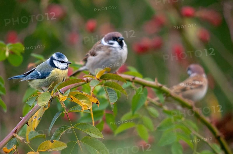 Blue tit, tree sparrow, dog rose, parus caeruleus, passer montanus, pink canina, rosaceae, rose plants, sparrow, tree sparrow, autumn, birds, dog rose, flora, hedge, autumn, tits, passeri, plants, songbirds, sparrow, sparrow, sparrow, sparrow, sparrow, sparrow, tits, birds